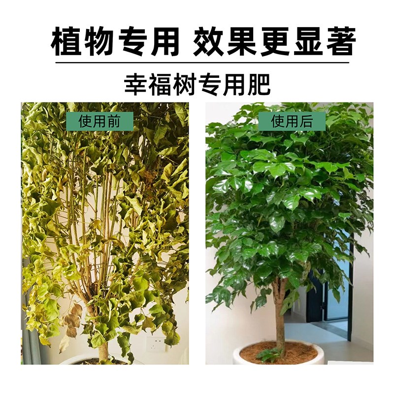 幸福树肥料e幸福树掉叶子肥专治黄叶枯叶氮磷钾复合花肥料