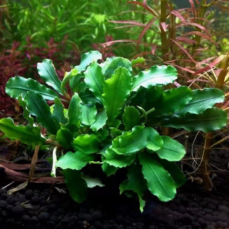 辣椒榕水草高端水草稀有rada水草辣椒榕野株红色水草辣椒榕群落