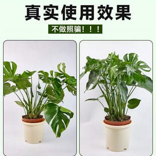 花架支撑杆龟背竹支撑架老桩月季植物爬藤防O倒伏固定园艺造型支