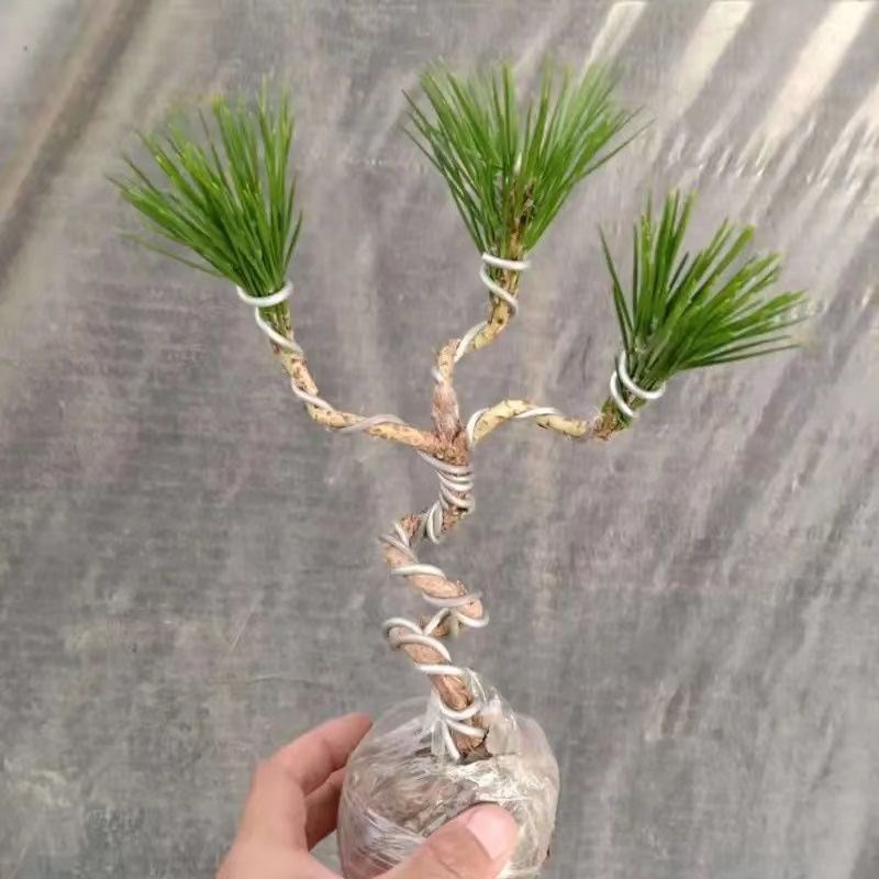 造型黑松老桩小苗盆景短t针绿植四季常青耐寒迎客松阳台室内黑松