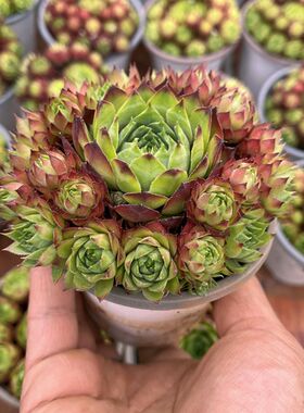 玉观音 带盆发货黑腐化水包赔 耐寒抗旱I新手好养长生草属多肉植