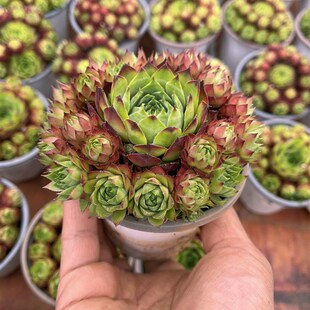 玉观音 带盆发货黑腐化水包赔 耐寒抗旱I新手好养长生草属多肉植