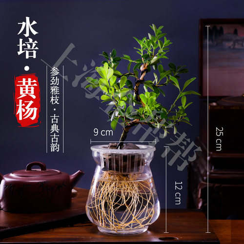 黄杨盆景c桌面室内造型树罗汉松盆景老桩水养办公室内好养水培植