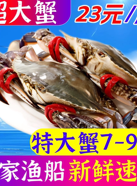 梭子蟹超大特大螃蟹海蟹母蟹野生公蟹红膏母蟹速冻螃蟹海鲜水产