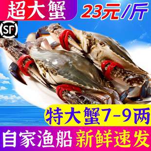 梭子蟹超大特大螃蟹海蟹母蟹野生公蟹红膏母蟹速冻螃蟹海鲜水产