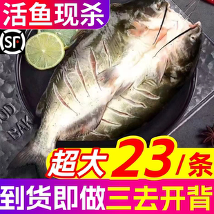 清江鱼斑点叉尾鮰鱼鲜活开背商用烤鱼青江鱼腌制新鲜半成品食材