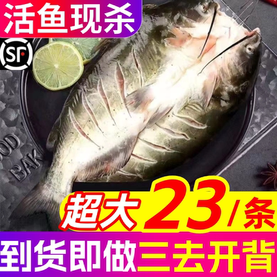 清江鱼斑点叉尾鮰鱼鲜活开背商用烤鱼青江鱼腌制新鲜半成品食材