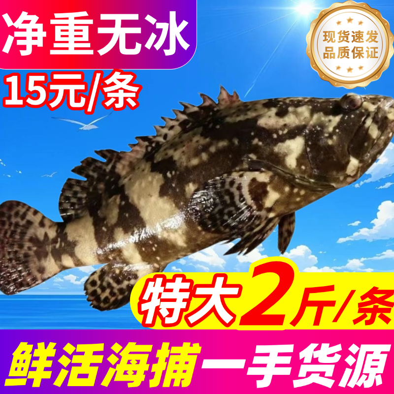 石斑鱼鲜活冷冻老虎斑龙趸珍珠斑新鲜龙胆石头斑海鲜水产深海鱼,水产肉类/新鲜蔬果/熟食,斑鱼,淘宝优惠券,粉丝福利购,淘宝优惠卷