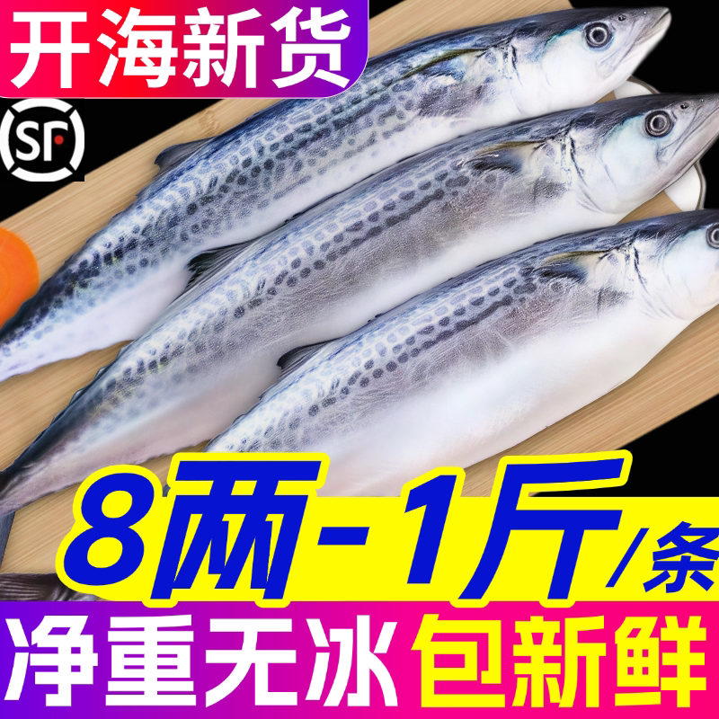 大鲅鱼新鲜活鲐鲅鱼马鲛鱼整条冷冻青花鱼马友鱼海鲜马交鱼批发
