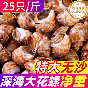 花螺鲜活新鲜海鲜水产特大海螺东风螺泥螺田螺海鲜水产贝类商用