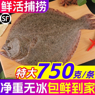 多宝鱼特大鲜活八宝鱼偏口鱼鸦片鱼无刺海鲜水产海鱼鲽鱼比目鱼