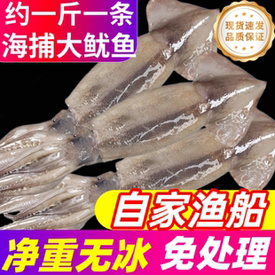 鱿鱼超大鲜活冷冻新鲜鱿鱼尤鱼整只烧烤铁板海捕船冻商用海鲜水产