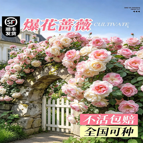 绒球门廊月季花苗爬藤庭院花卉
