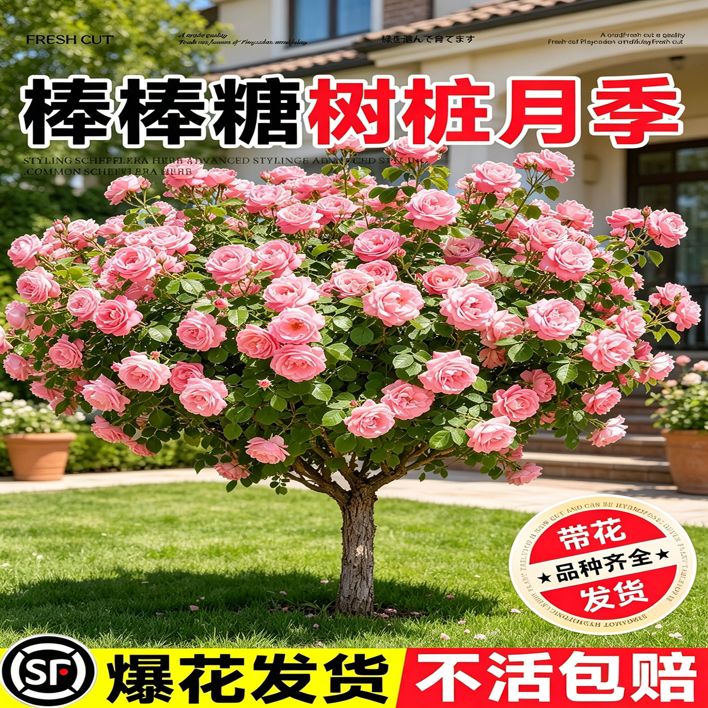 粉色沙龙宝石树桩月季庭院花卉
