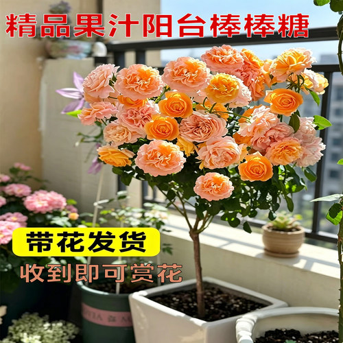果汁阳台月季棒棒糖树桩庭院花卉