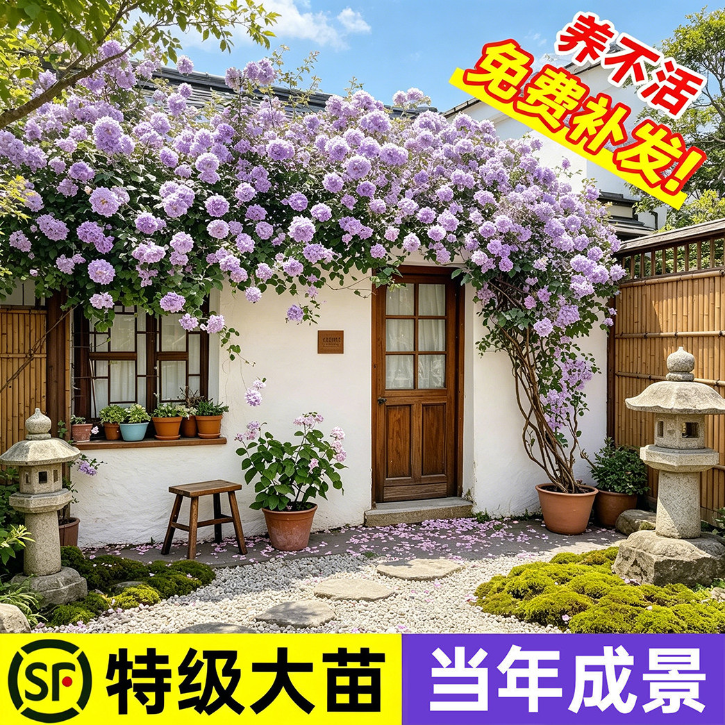 薰衣草花环藤本月季蔷薇花苗庭院爬藤植物阳台盆栽花卉爬墙耐寒