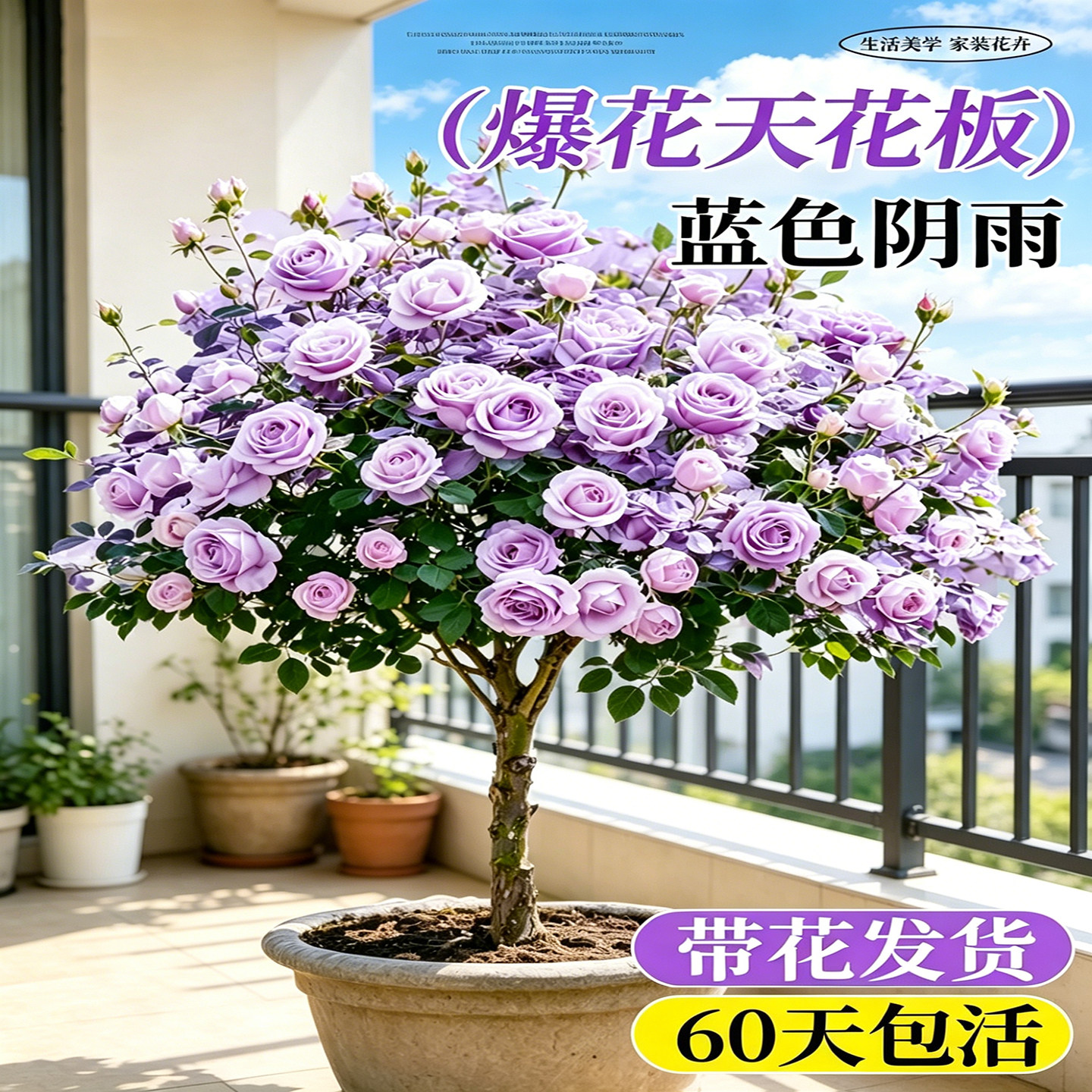 蓝色阴雨棒棒糖树桩月季老桩盆栽树状带特大花卉四季玫瑰庭院阳台