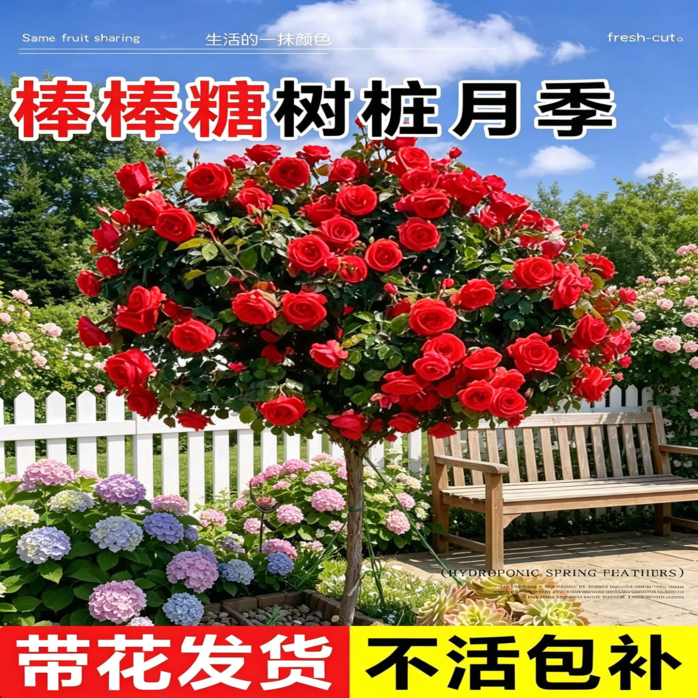 小女孩月季棒棒糖树桩庭院阳台植