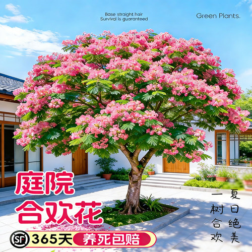合欢花树苗树别墅庭院行道树
