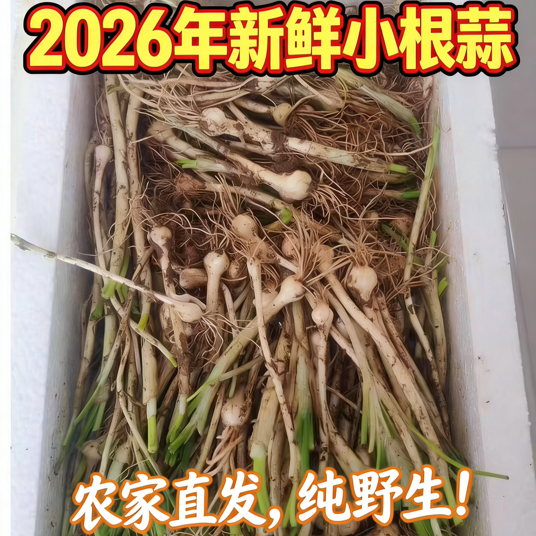 产地直发辽宁本地特产东北野菜小根蒜野葱小野蒜薤白新鲜现挖现发