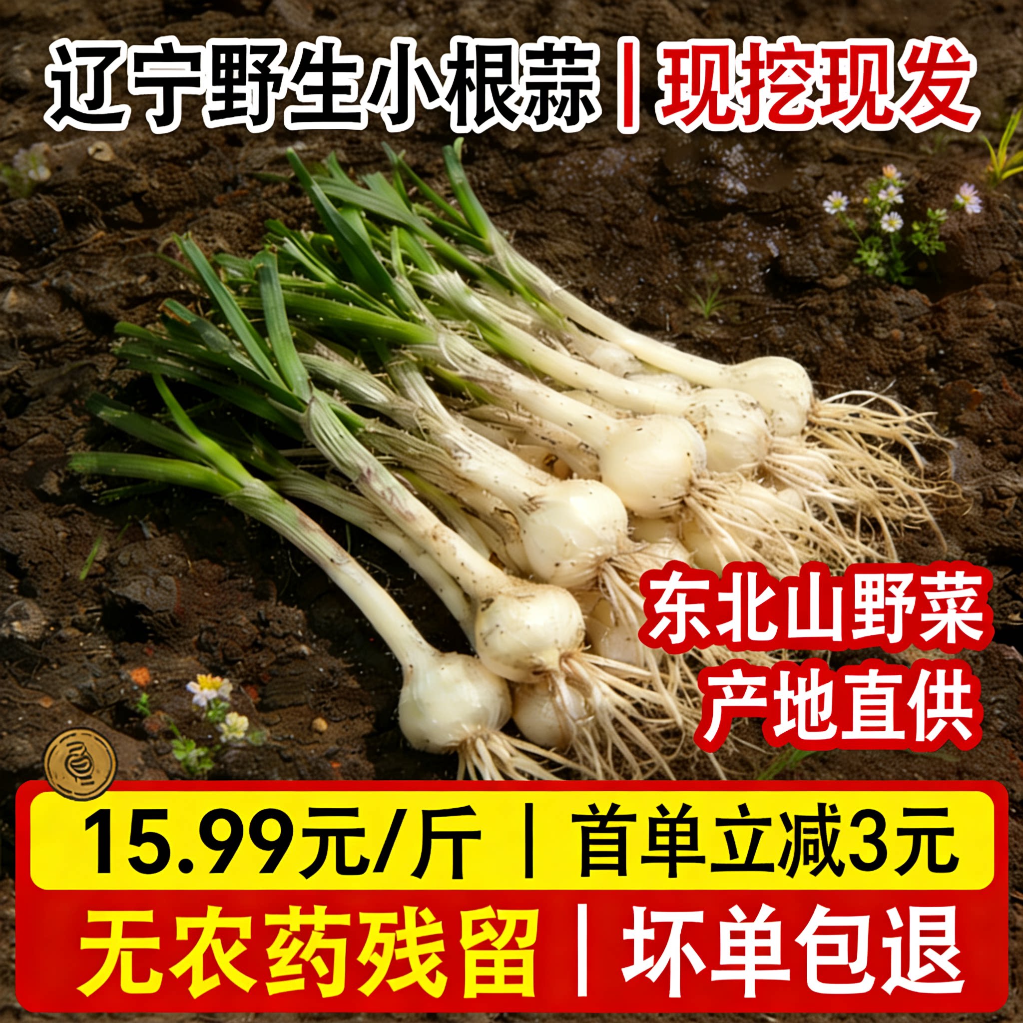 现挖蔬菜中草药小根蒜薤白