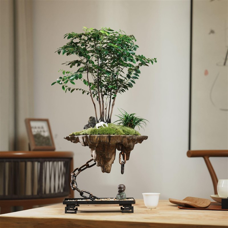 丛林小叶紫檀绿植盆栽客厅四季好养室内种植桌面小盆景植物摆件