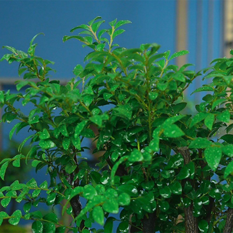 小叶紫檀盆景老桩盆栽树苗盆栽植物室内花卉办公室客厅小绿植好养