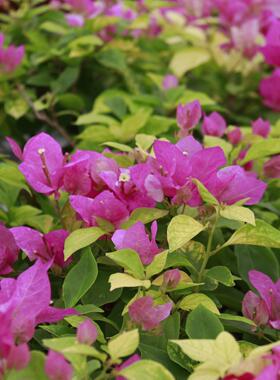 三角梅 斑红樱 盆栽绿植庭院阳台开花植物