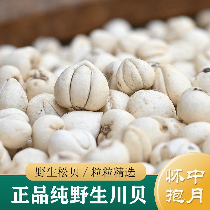 新疆包邮纯野生川贝母母 四川野生松贝10g 川贝母粒/川贝母粉 川
