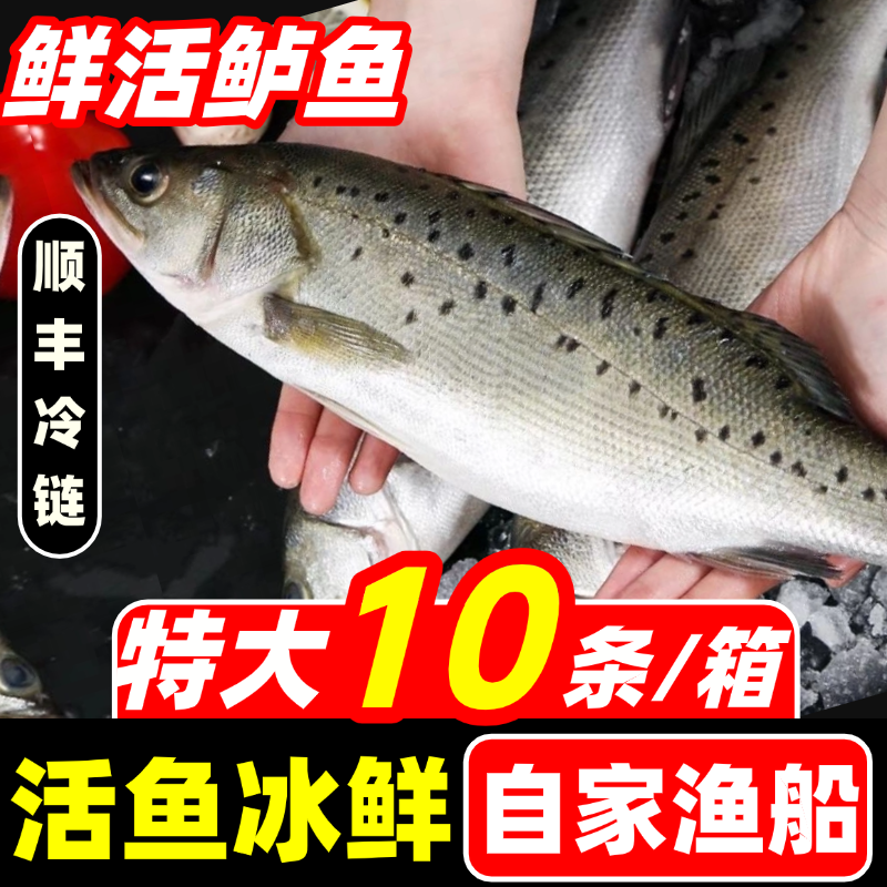 海鲈鱼新鲜鲜活冷冻超大特大卢鱼七星鲈鱼花鲈鱼海鲜水产深海鱼,水产肉类/新鲜蔬果/熟食,鲈鱼,淘宝优惠券,粉丝福利购,淘宝优惠卷