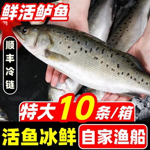 海鲈鱼新鲜鲜活冷冻超大特大卢鱼七星鲈鱼花鲈鱼海鲜水产深海鱼