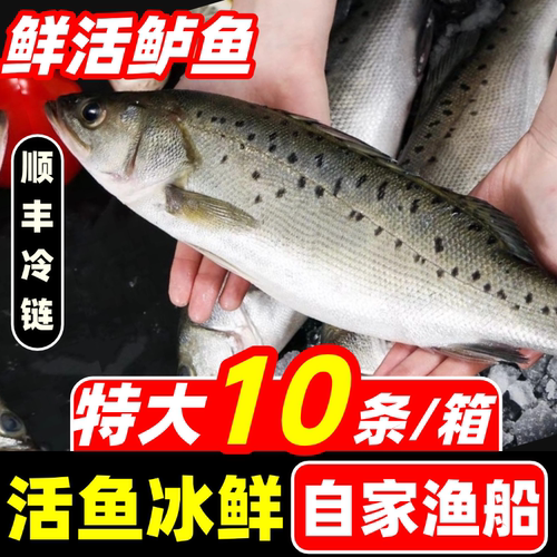 海鲈鱼新鲜鲜活冷冻超大特大卢鱼七星鲈鱼花鲈鱼海鲜水产深海鱼