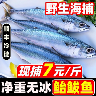新鲜鲐鲅鱼鲜活冷冻鲅鱼青占鱼整条鲐鱼深海鱼燕青鱼鲭鱼海鲜水产