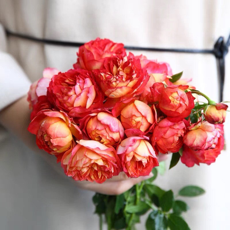 藤宝贝大花月季藤本花卉蔷薇花苗多季节开花可做拱门栅栏爬藤