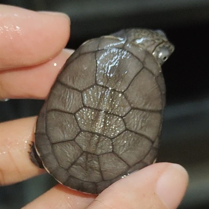 西非侧颈龟沼泽侧颈龟棱背东非深水长颈热带观赏公母苗网红微