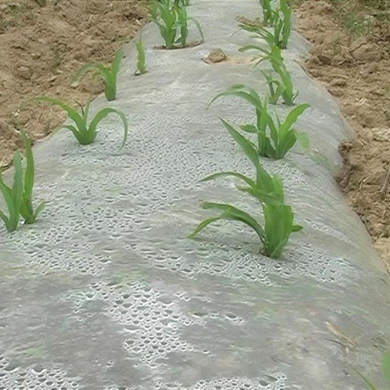 塑料薄膜 大棚膜农膜温室薄膜 园艺薄膜  防寒薄膜 农膜 农用地膜,鲜花速递/花卉仿真/绿植园艺,其它园艺用品,淘宝优惠券,粉丝福利购,淘宝优惠卷