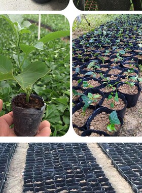 育苗营养杯育苗袋大号一次性花盆黑色种植塑料育苗杯育苗盆营养钵