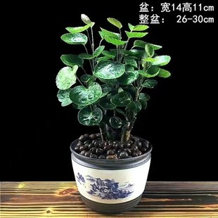 常青 金钱兜老桩招财植物钱多多福禄桐办公室桌面绿植室内客厅四季