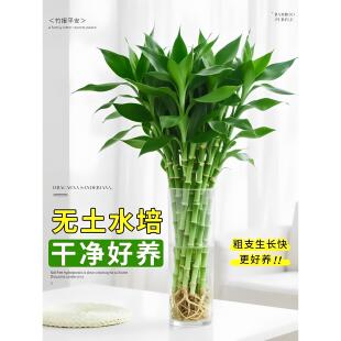 带根富贵竹水培植物好养活室内花盆栽客厅招财水养特级竹子绿植