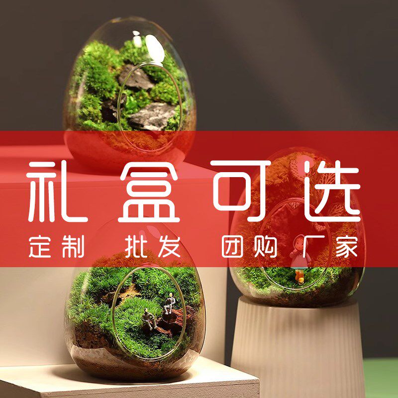 定制生日礼物苔藓蛋壳微景观摆y件盆栽创意成品办公室桌面好养绿