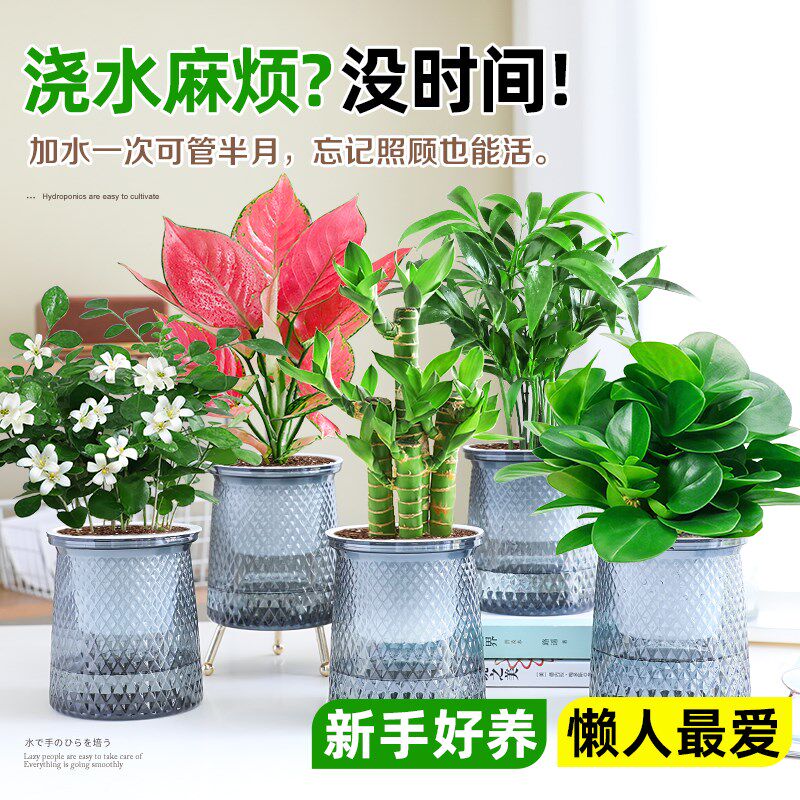 适合懒人养的花盆k栽室内桌面水培花卉绿萝吊兰四季耐阴好养绿植