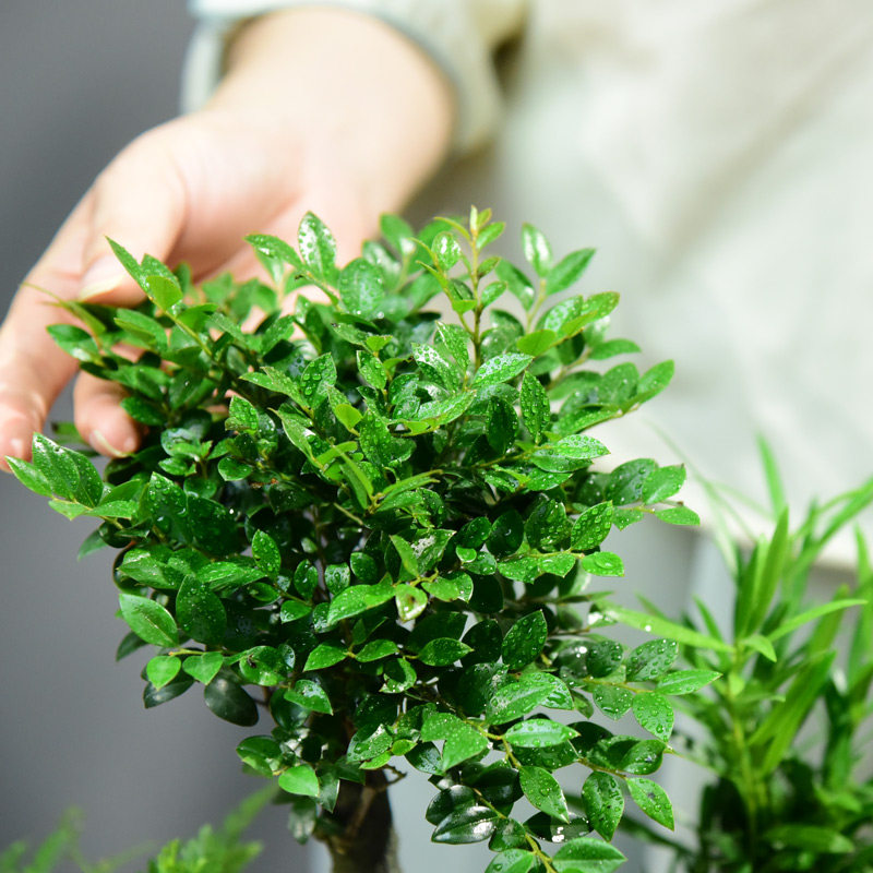 黑骨茶小叶紫檀盆栽室内客厅好养绿植盆景办Q公室桌面植物装饰