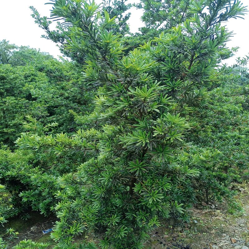 正宗雀舌罗汉松树苗盆景庭院种植C盆栽迎客松四季常青大型植物绿