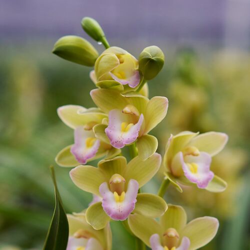兰花苗夏带花苞香兰年宵花开C花浓香花卉盆栽室内好养植物
