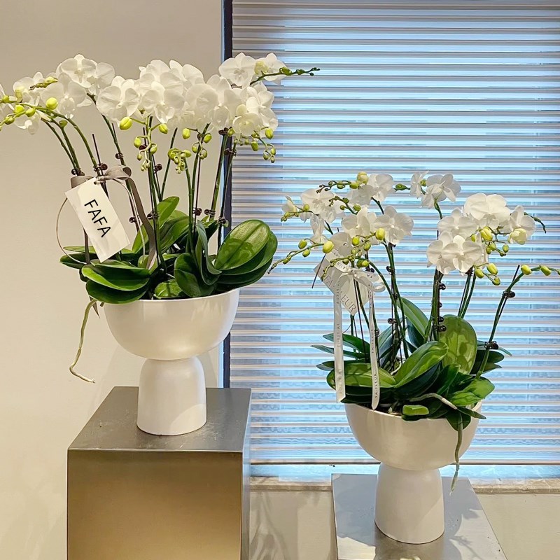 高脚蝴蝶兰花盆轻奢高级感白色陶瓷花盆大口径拼盆套盆高端兰花盆