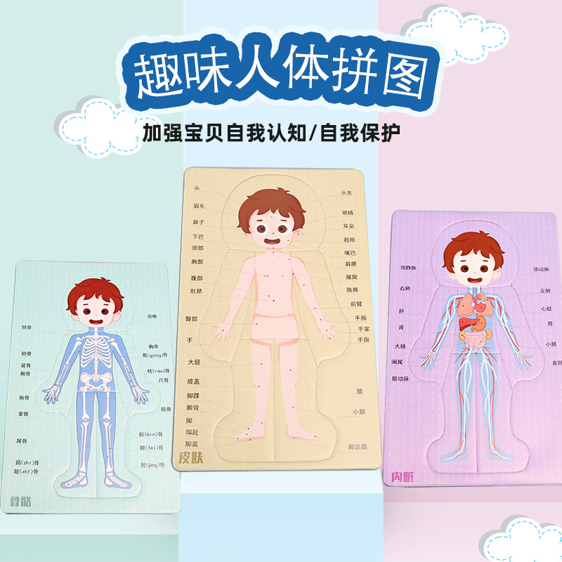 科技小制作DIY人体器官消化系统拼图KT内脏拼图模型科学实验材料