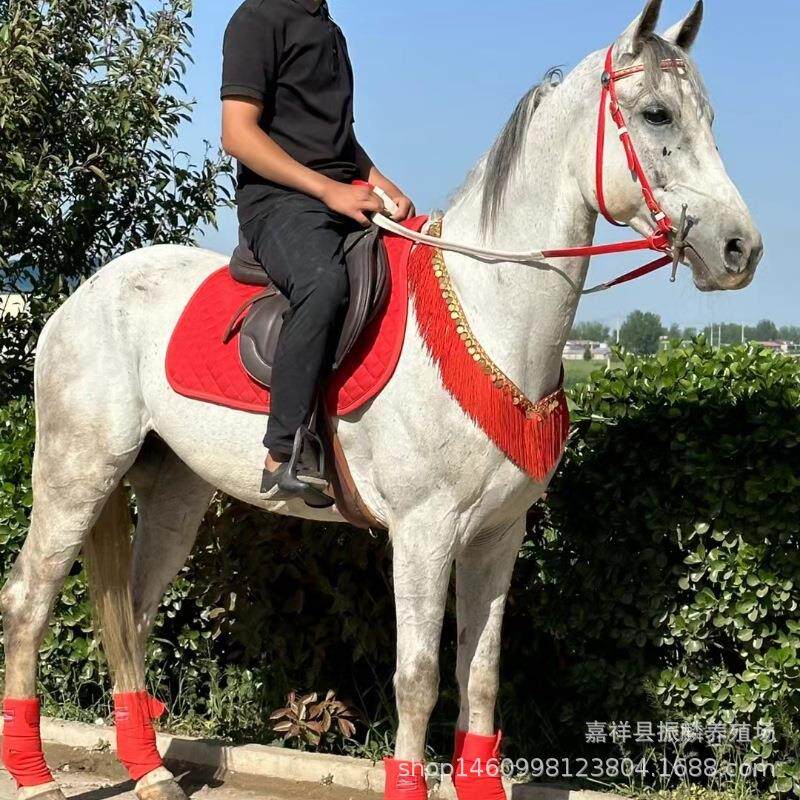 骑乘马品种介绍马匹养殖景区观赏马匹拉车马骑乘马区别