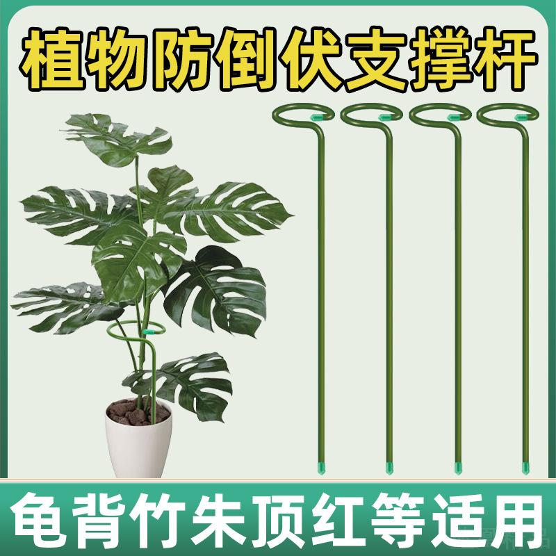 园艺爬藤花架支撑杆绿萝蟹爪兰