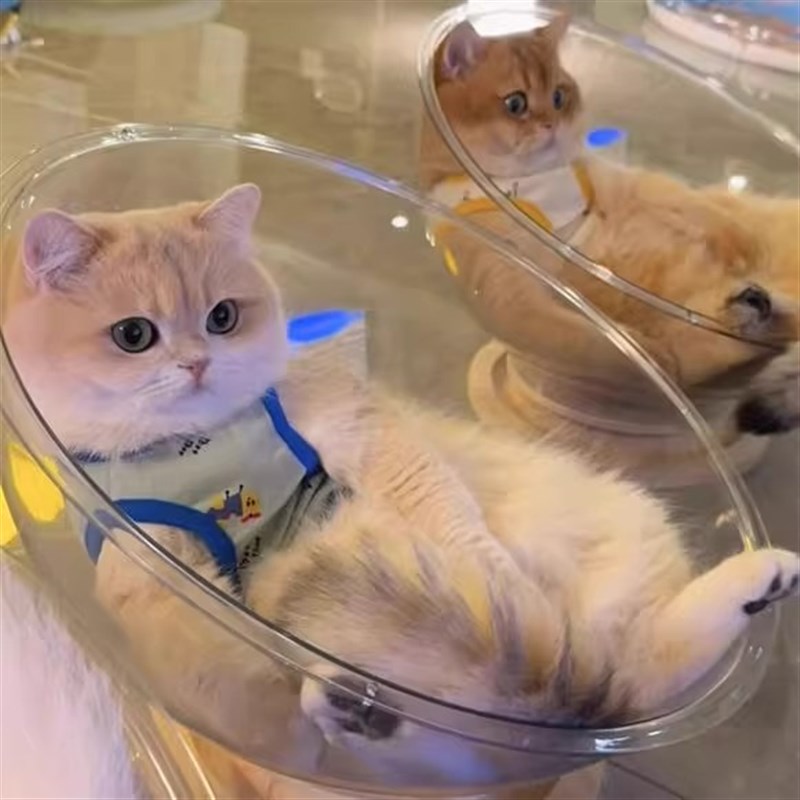 太空舱猫窝四季通用高透亚克力z实木转盘冰窝猫咪玩具猫床一体春