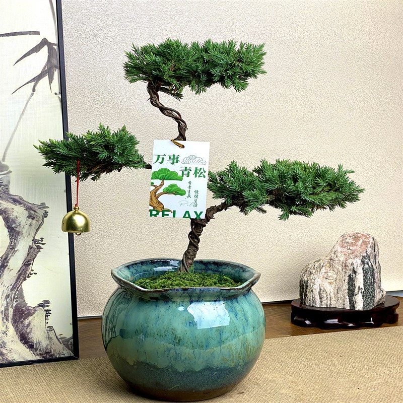 三层塔松a盆栽造型松树盆景迎客松客厅办公室内植物桌面绿植放青